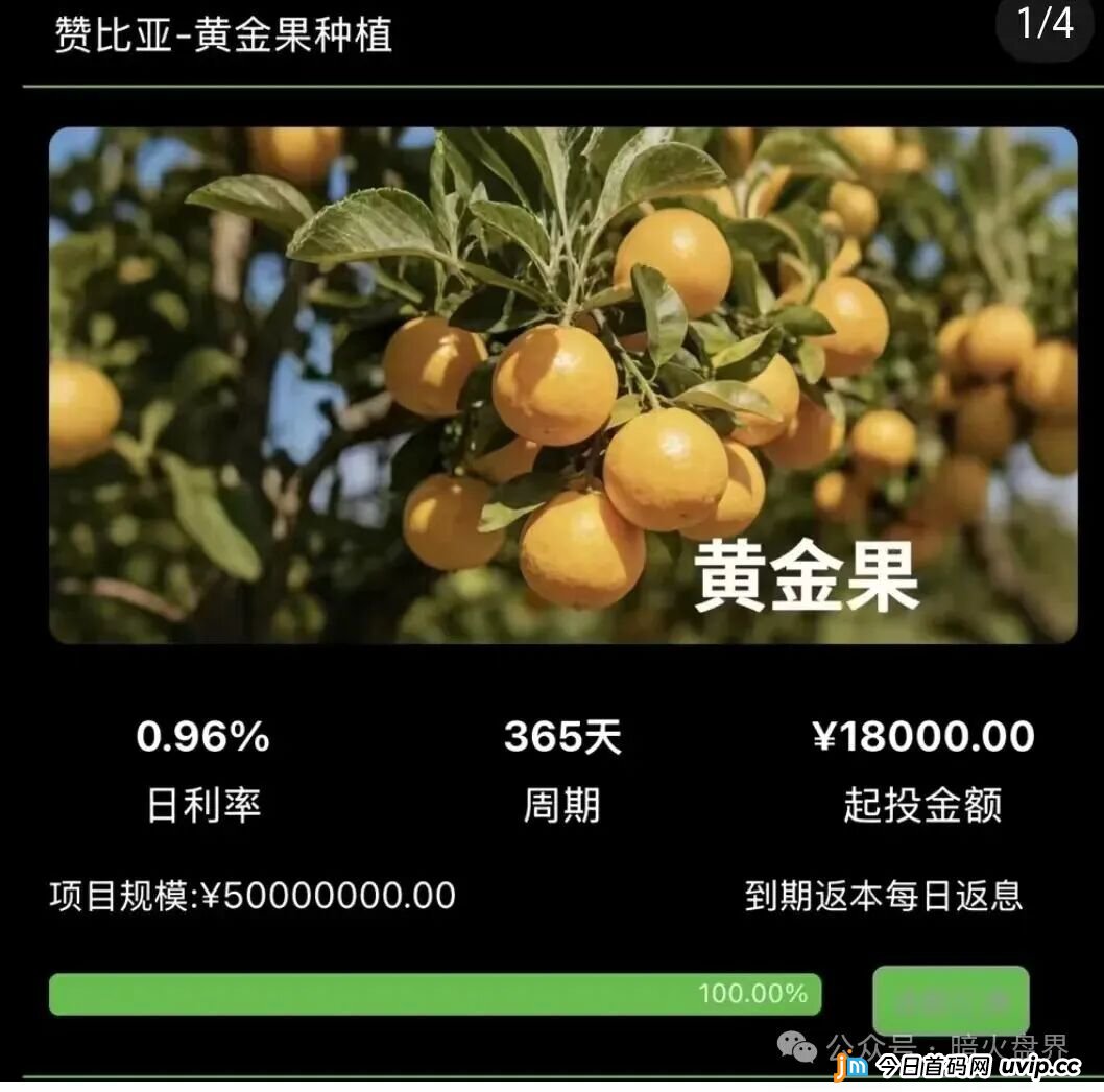 起底“华洋绿投”资金盘：年化超350%的海外种果树骗局，专坑想赚快钱的普通人(4)