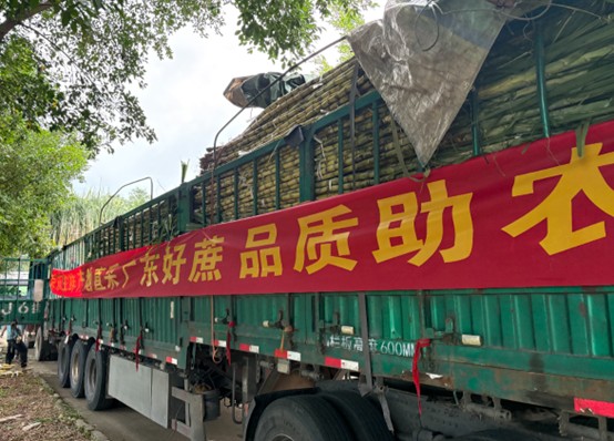 京东折扣超市助农：广州南沙黄皮甘蔗4月5日全国开卖